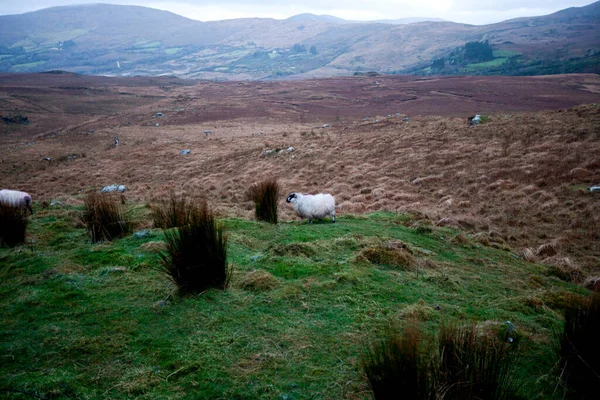 Ovejas Pastando Cerca Del Parque Nacional Killarney Irlanda — Foto de Stock