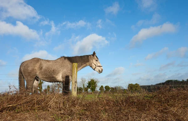 塀の後ろの牧草地に馬が立って — ストック写真