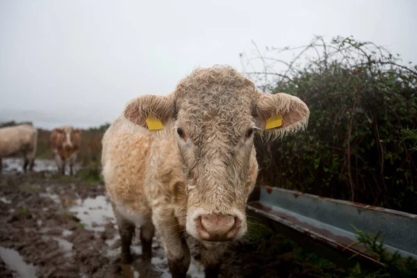 Close Cow Muddy Field — Stock Photo, Image