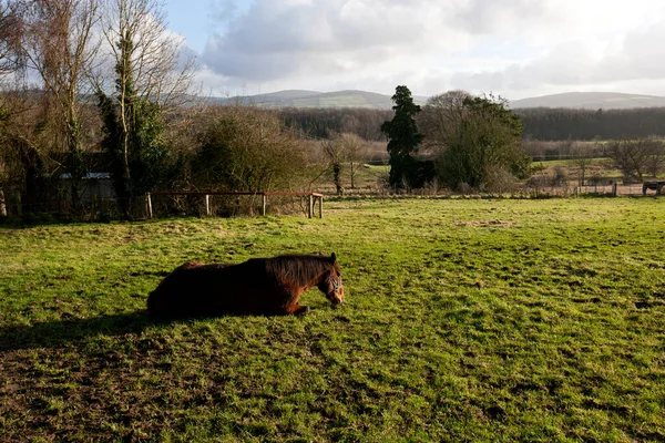 Paard Zittend Gras Zon — Stockfoto