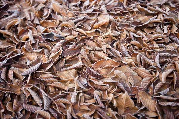 Frosty Leaves Ground Background — Stock Photo, Image