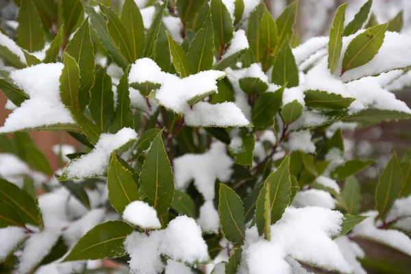 Close Folhas Cobertas Neve — Fotografia de Stock