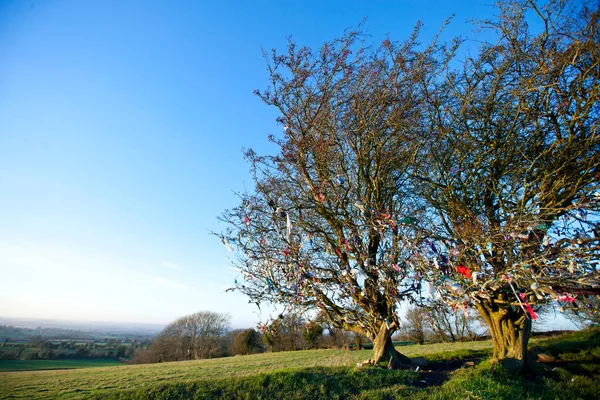 Arbre Féerique Sur Colline Tara Irlande — Photo