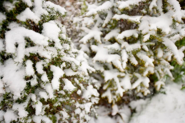 积雪覆盖的树枝的近景 — 图库照片