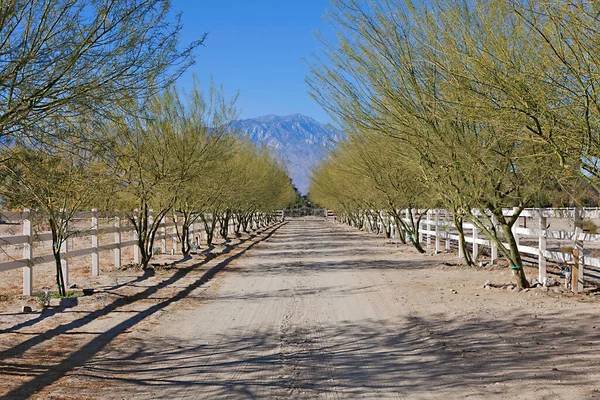 Árbol Forrado Camino Tierra Privada — Foto de Stock