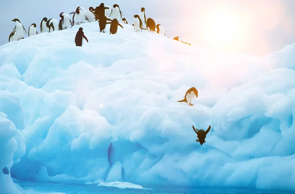 Pingüinos Sumergiéndose Mar Desde Glaciar —  Fotos de Stock