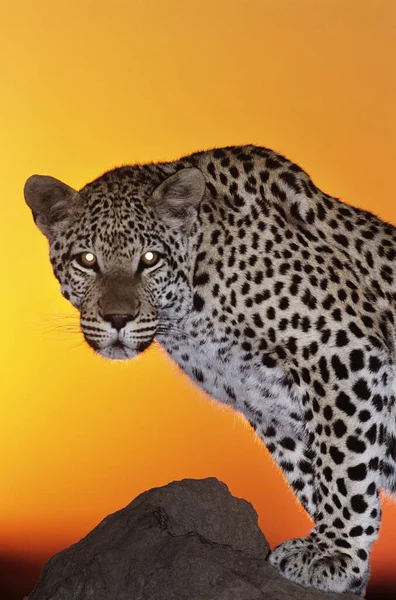 Leopard Looking Camera Sunset — Stock Photo, Image