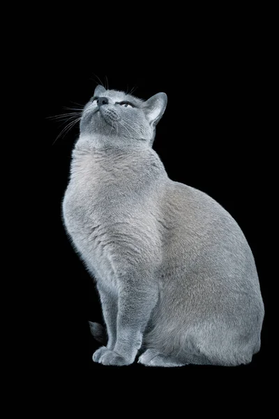 黑色背景下的蓝色缅甸猫 — 图库照片