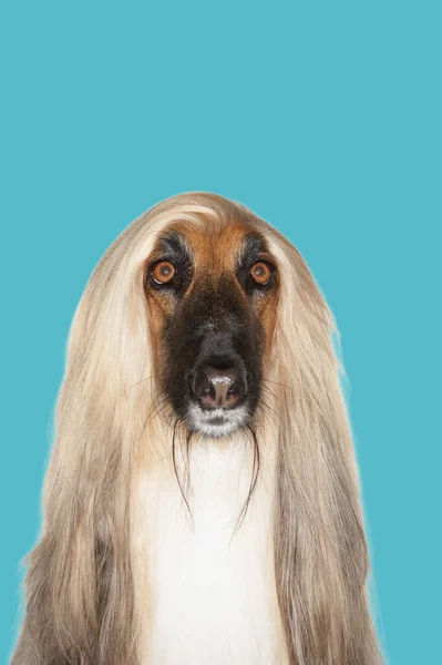 Afghan Hound Proti Modrému Pozadí — Stock fotografie