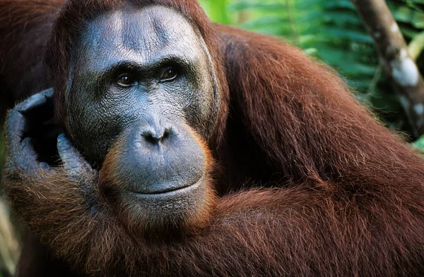 Close Orangutan Wild — Stock Photo, Image