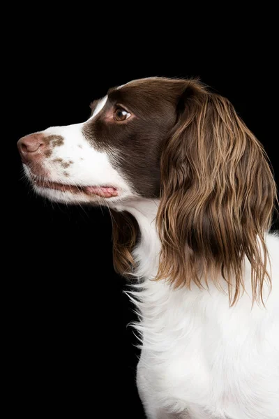 Bianco Marrone Cocker Spaniel Ritratto Studio — Foto Stock