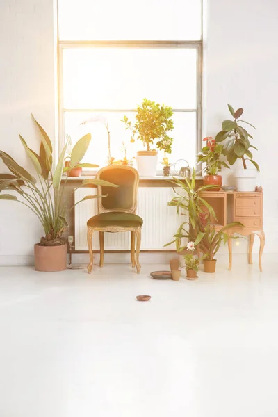 Home Office Jardim Com Plantas Vaso — Fotografia de Stock