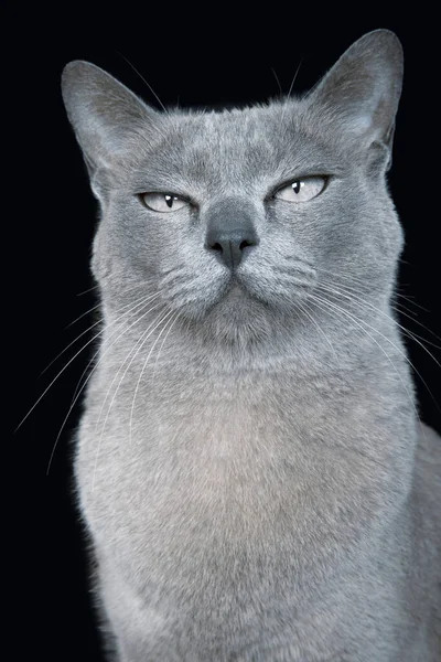 Kék Burmai Macska Ellen Fekete Háttér — Stock Fotó