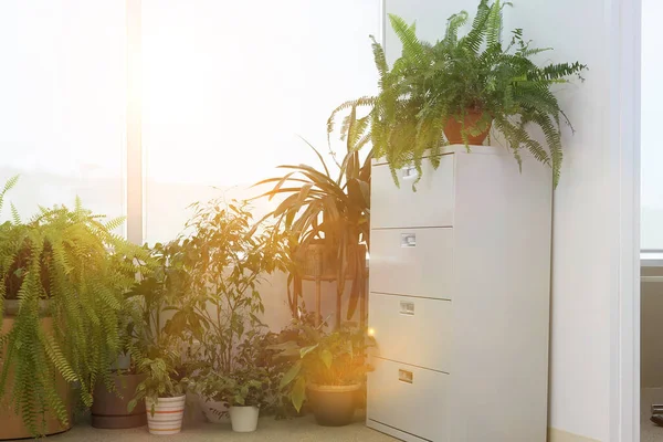 Potted Plants Office Window — Stock Photo, Image