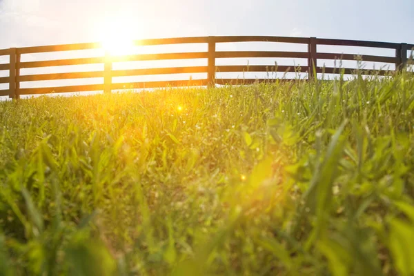 Recinzione Campo Erboso Estate — Foto Stock