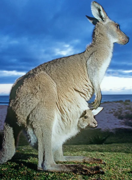Zbliżenie Kangura Dzieckiem Torbie — Zdjęcie stockowe