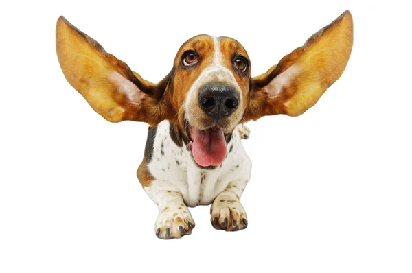 Basset Hound Outstretched Ears — Stock Photo, Image