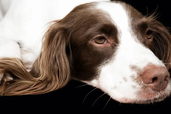 Branco Brown Cocker Spaniel Retrato Estúdio — Fotografia de Stock