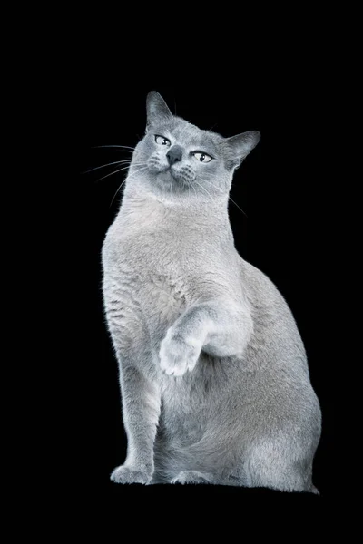 Blue Burmese Cat Black Background — Stock Photo, Image