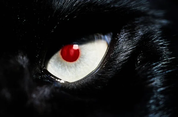 Närbild Svart Katt Med Rött Öga — Stockfoto
