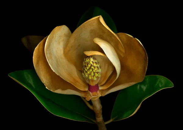 Magnolia flower cross section studio shot