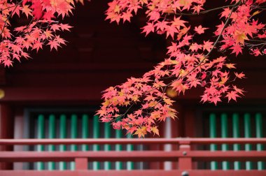 Japonya 'da akçaağaç arka planda