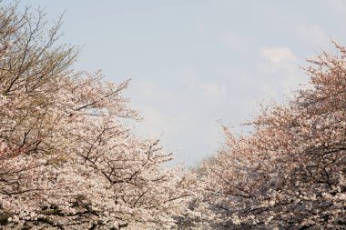 Arka planda çiçek açan kiraz ağaçları