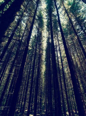 Arka planda güzel yeşil orman