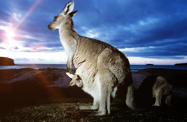 Close Female Kangaroo Baby Her Pouch — Stock Photo, Image