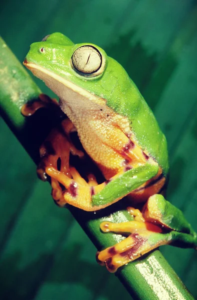 緑のカエルは緑のつるの撮影に座って — ストック写真