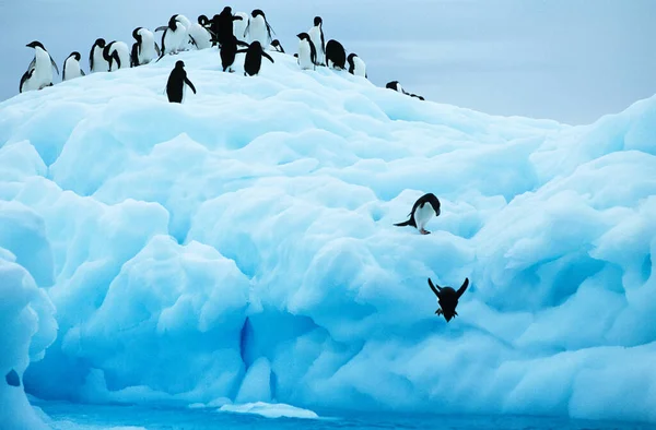 Pingouins Plongeant Glacier Dans Mer — Photo