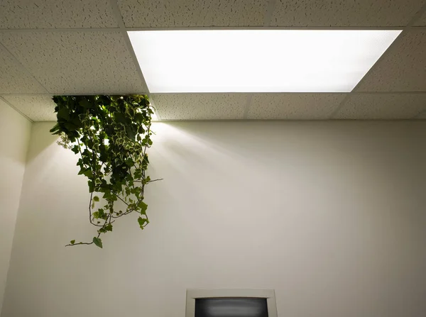 Planta Colgando Del Techo Oficina Abandonada — Foto de Stock