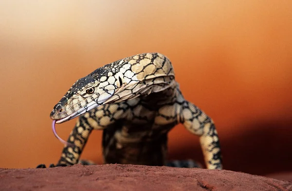 Lizard His Tounge Out — Stock Photo, Image