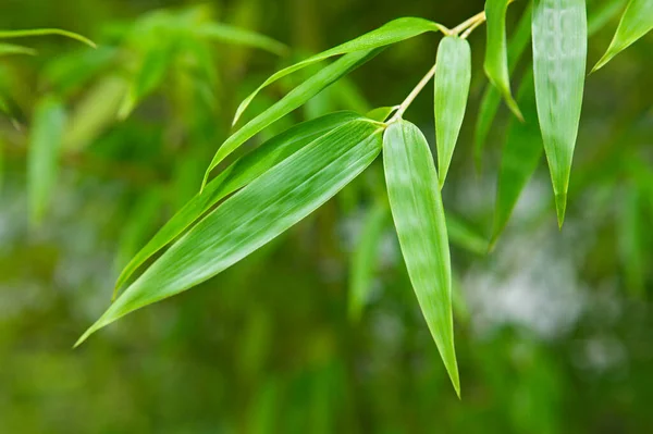 Närbild Gröna Plantblad — Stockfoto