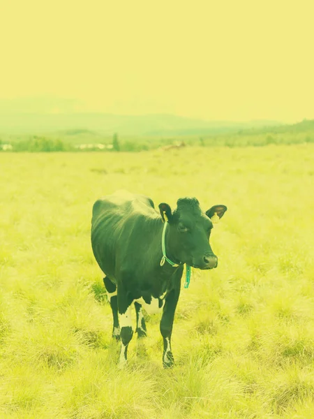 Kuh Auf Dem Feld Hintergrund Nahaufnahme — Stockfoto