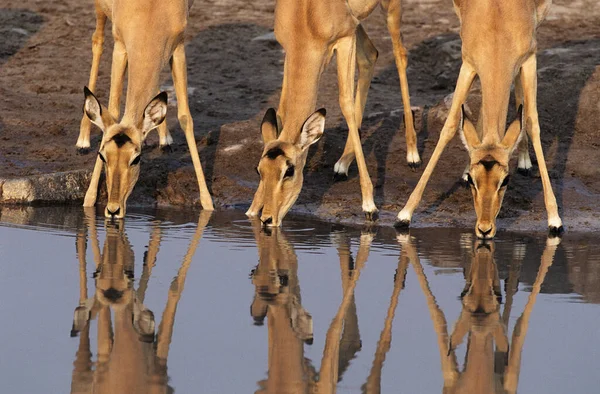 Tres Ciervos Hembra Impala Beber Juntos Abrevadero —  Fotos de Stock