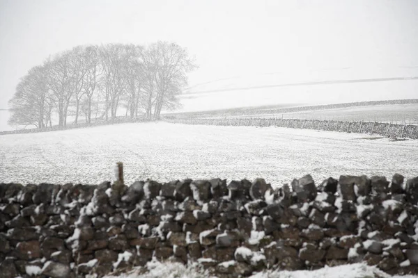 石垣の背後にある雪に覆われた木々と畑 — ストック写真