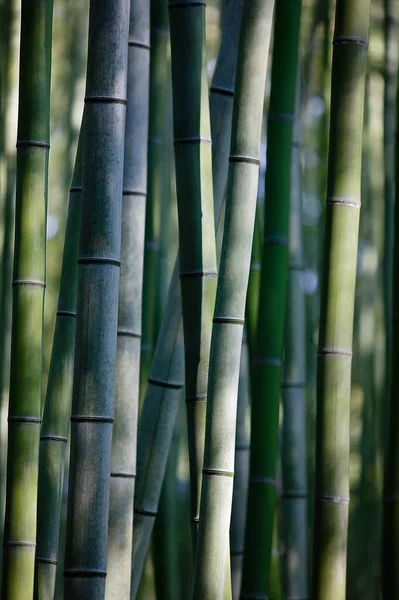 Close Van Bamboe Wijnstokken Achtergrond — Stockfoto