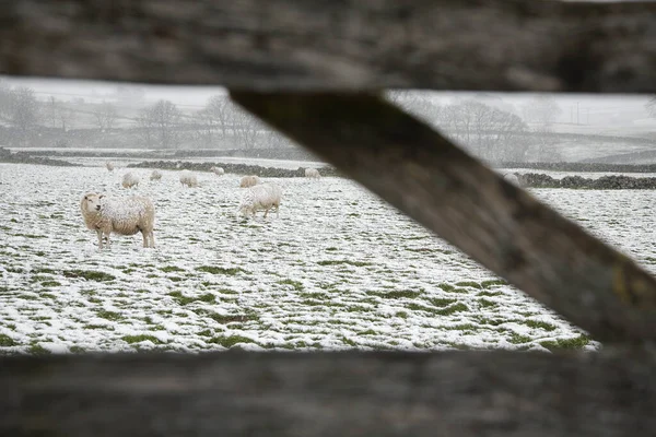 Owce Polach Pokrytych Śniegiem — Zdjęcie stockowe