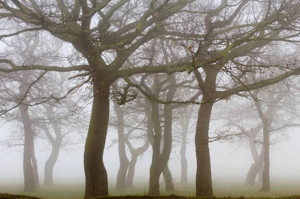 Kahle Bäume Nebligem Tag Hintergrund — Stockfoto
