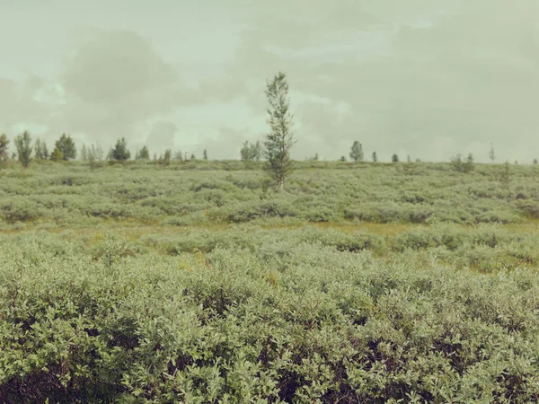 Graslandschaft Hintergrund Nahaufnahme — Stockfoto