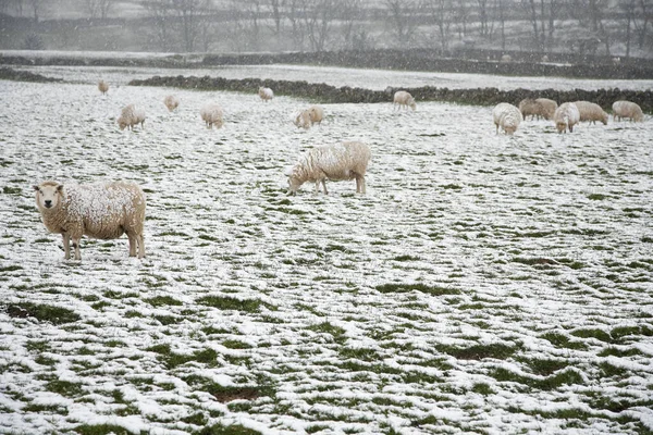 Ovce Zasněženém Poli — Stock fotografie