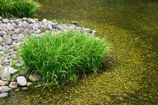 Giapponese Canna Giardino Stagno — Foto Stock