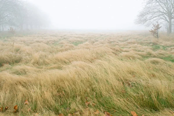 Feld Nebligem Herbsttag — Stockfoto