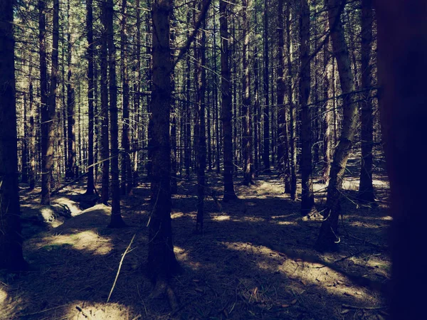 Dark Forest Scene Background — Stock Photo, Image