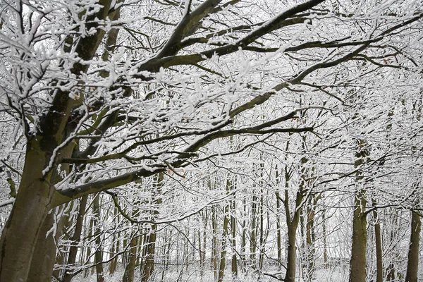 Verschneite Bäume Und Feld Hintergrund — Stockfoto