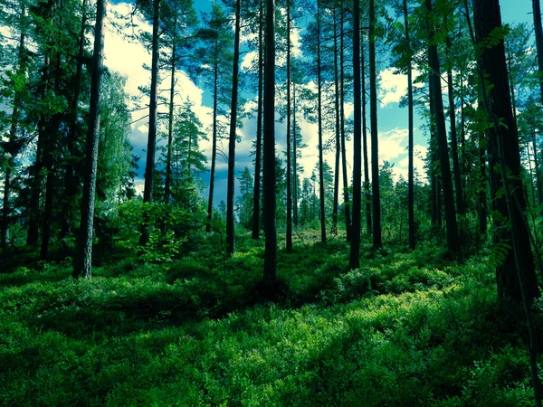 Vacker Grön Skog Bakgrunden — Stockfoto