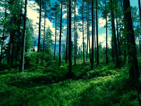 Beautiful green Forest on background