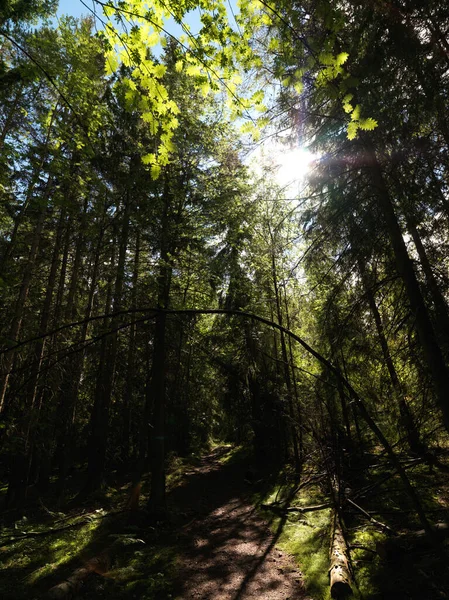 Vacker Grön Skog Bakgrunden — Stockfoto