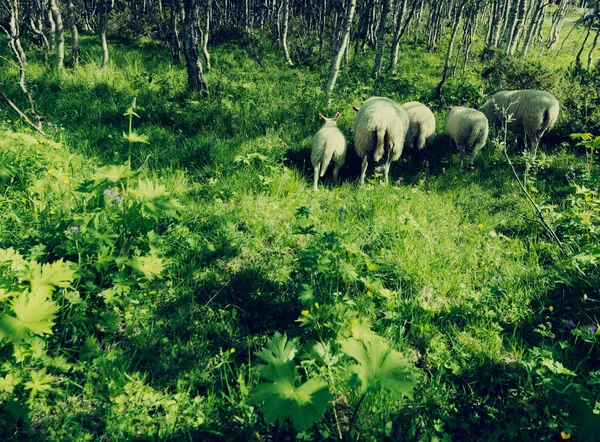 Тварини Лісі Фоні Крупним Планом — стокове фото